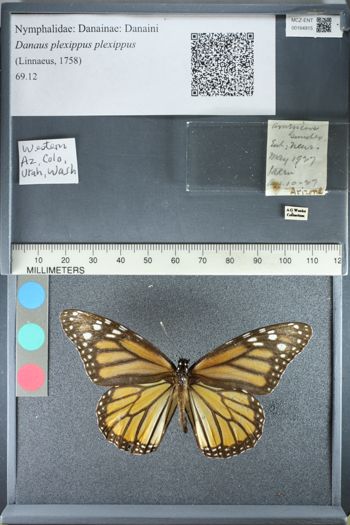 Media type: image;   Entomology 164915